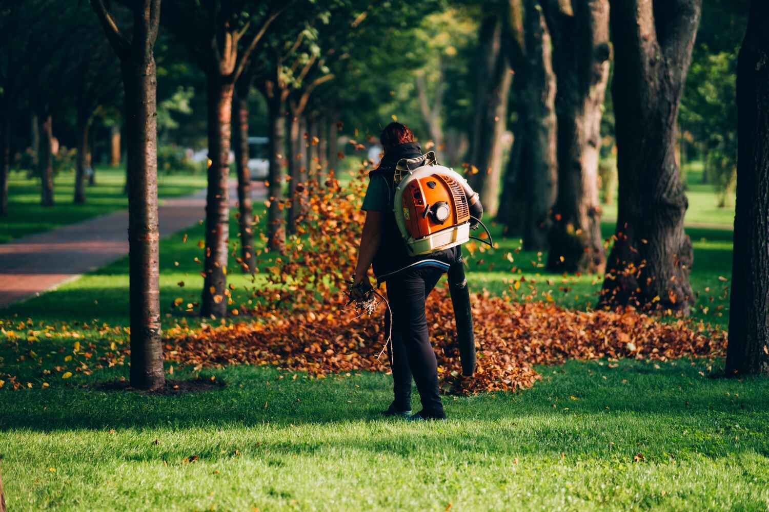 The Steps Involved in Our Tree Care Process in Lake Sarasota, FL